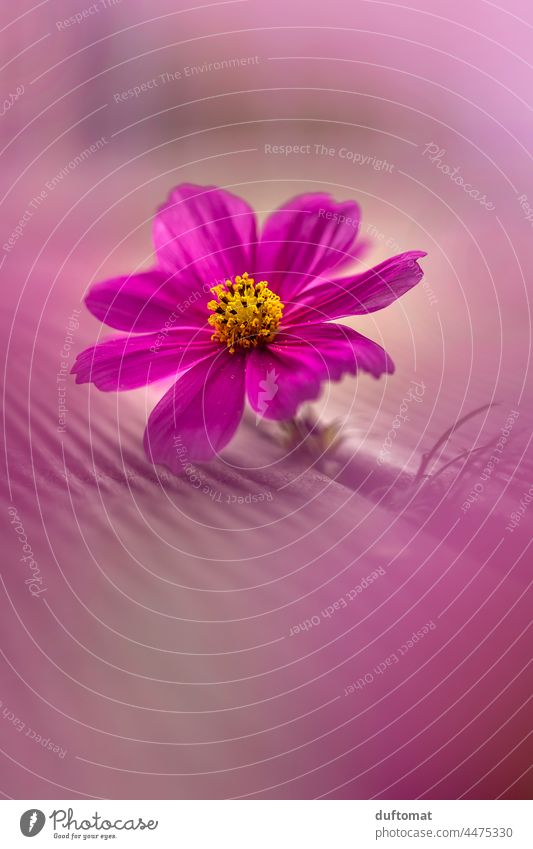 Makro Foto einer pinken Blume, Schmuckkörbchen Blüte Herbst Pflanze Blühend Natur Nahaufnahme rosa schön Außenaufnahme Garten Blütenblatt zart