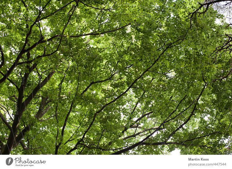 Blattwerkstatt Natur Pflanze Baum Ast ästhetisch groß natürlich schön wild grün Farbfoto Außenaufnahme Nahaufnahme Muster Strukturen & Formen Menschenleer