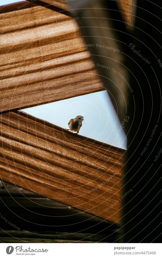 Vogel schaut von einer mit Stoff bespannten Terrasse herunter Vogelperspektive Vogelbeobachtung Tier Außenaufnahme Natur Farbfoto Wildtier Tierporträt