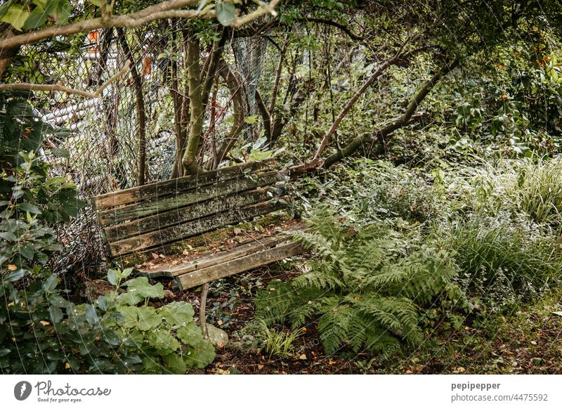 Vergänglichkeit – alte Holzbank in einem Park von Grünpflanzen bewachsen Vergänglichkeit" vergänglich Natur Farbfoto Außenaufnahme Pflanze Detailaufnahme