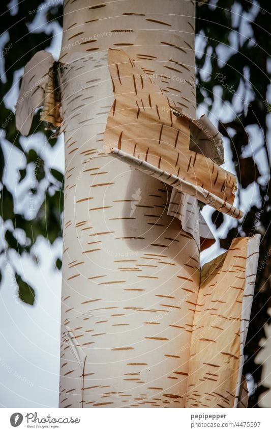 Rinde einer Birke die sich abschält Baum Baumstamm Baumrinde Birkenrinde Natur schälen abschälen Haut Pflanze abblättern abblätternd Menschenleer Außenaufnahme