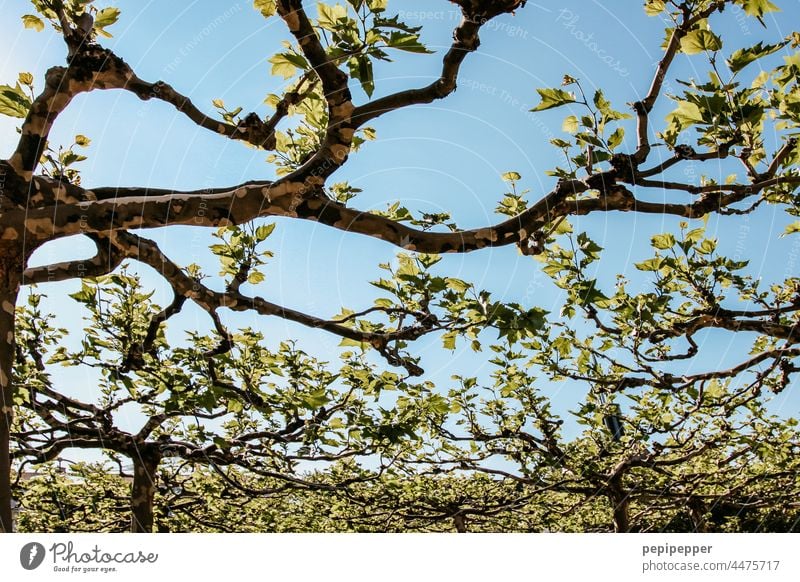 Ahornblättrige Platane Baum Himmel blau grün Blatt Ast Herbst Farbfoto Außenaufnahme Menschenleer Tag Pflanze Zweig Zweige und Äste herbstlich Baumstamm