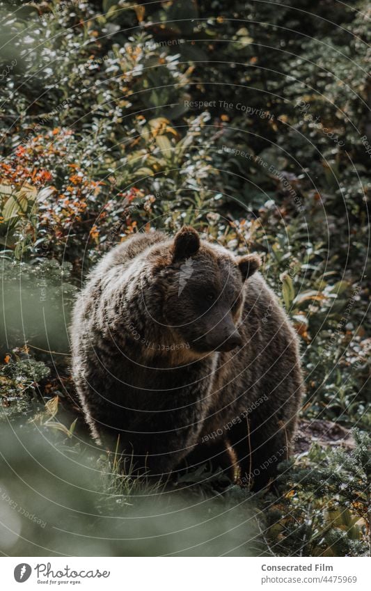 Grizzlybär auf dem Weg durch den Wald trägt Wälder reisen Tierwelt Wildtierfotografie Nationalpark montaña Glacier Nationalpark Blätter Bäume Abenteuer Natur