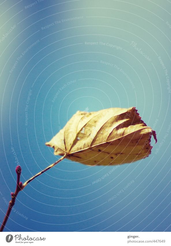 Herbstbote Umwelt Natur Himmel Klima Schönes Wetter Pflanze Blatt blau braun trocken vertrocknet Zweig einzeln 1 Verlauf Reflexion & Spiegelung gekrümmt