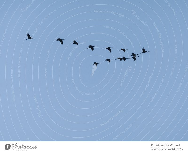 Dreizehn Kraniche im Formationsflug vor hellblauem Himmel Kraniche am Himmel Kranichflug Zugvögel Vögel Wildvögel Tiere Wildtiere fliegen Tiergruppe Vogelflug