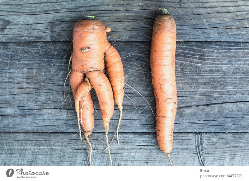 Hässliche gegabelte deformierte Karotte vs regelmäßige gerade auf hölzernen Hintergrund Karotten hässlich lustig merkwürdig Verformt regulär Form gegen