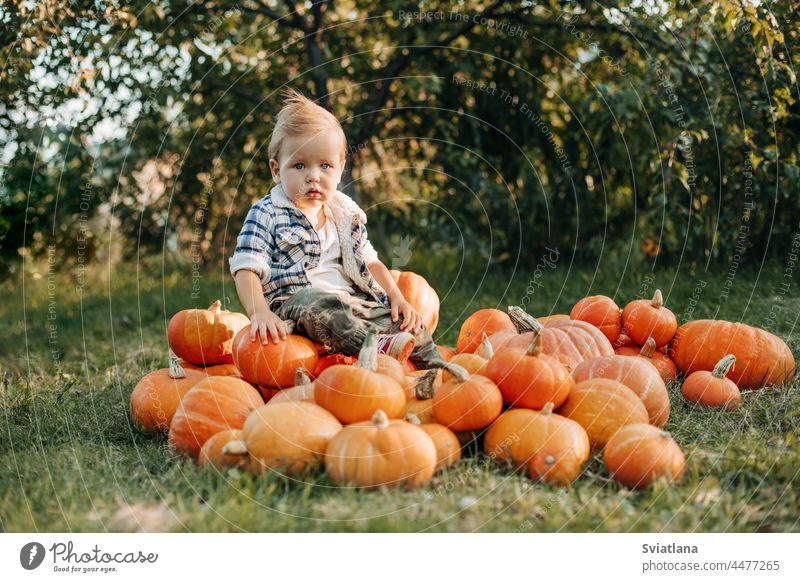 Ein blondhaariges Baby sitzt auf einem Haufen reifer Kürbisse im Garten. Ernte, Herbst, Halloween. Platz für den Text Junge Sitzen wenig orange Oktober