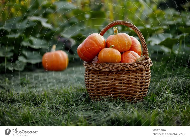 Ein Korb mit frisch gepflückten Kürbissen steht am Rande des Gartens. Erntezeit, Halloween, Herbst Gemüse Urlaubssymbole Ökokost organisch Ackerbau Gesundheit