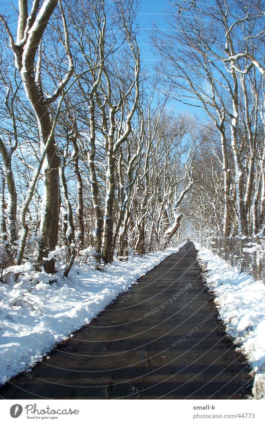 Winterwonderland Baum Allee kalt Wege & Pfade Schnee Himmel