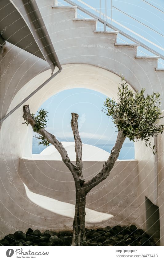Baum auf einer Terrasse auf Santorin Baumstamm Baumrinde Baumkrone trocken Trockenheit Lebenswille Natur Ast Blatt grün Pflanze Wachstum Zweig Griechenland