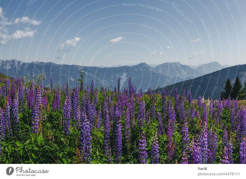 Lupinen-Berg Lupinenblüte blumen lila blüten blühen berge bergkette sommer schladming österreich alpen natur outdoor wiese grün blau ruhe ruhig entspannung
