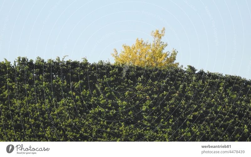 Gelber Baum hinter einer grünen Wiese Vielfalt anders gelb Herbst herbstlich anders sein lgbtq multikulturell Kultur Natur Gesellschaft (Soziologie)