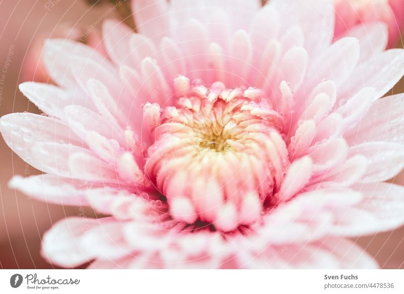Rosa Blumen in einem weichen Morgenlicht blumen romantisch pastell flora floral blütenblatt pflanze eleganz dekorativ rosa hell botanisch bokeh glänzend natur