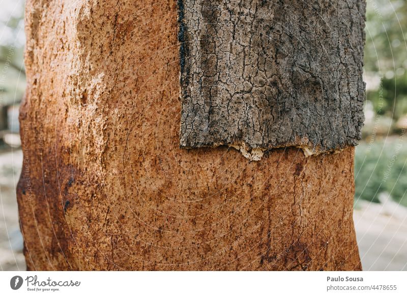 Korkeiche Cork Korkenzieher Textur Baum Baumstamm Umwelt Umweltschutz Portugal Alentejo Wald Tag Außenaufnahme Menschenleer Eiche Pflanze Farbfoto Natur braun