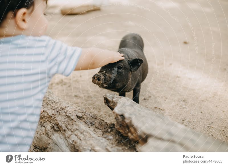 Kind streichelt Schweinchen Zärtlichkeiten Kindheit 1-3 Jahre Tierliebe Bauernhof Farbfoto Außenaufnahme Mensch Tag niedlich Haustier Nutztier Hausschwein