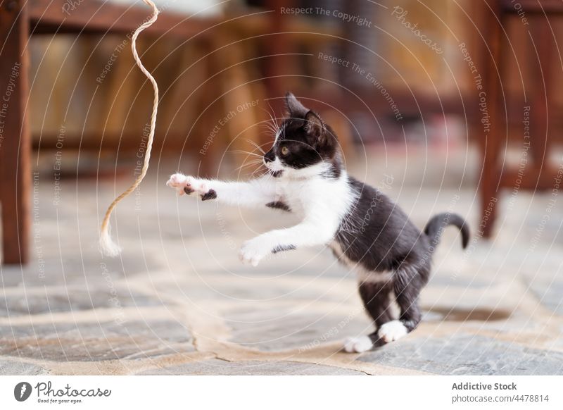 Charmantes Kätzchen spielt auf der Veranda spielen Seil katzenhaft Haustier Tier neugierig Terrasse spielerisch Spaß haben freie Zeit Katzenbaby Raubtier