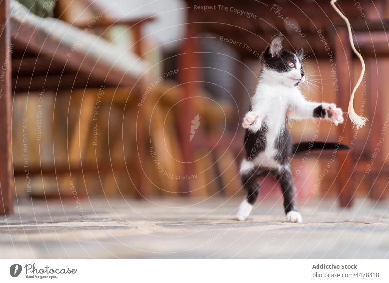 Charmantes Kätzchen spielt auf der Veranda spielen Seil katzenhaft Haustier Tier neugierig Terrasse spielerisch Spaß haben freie Zeit Katzenbaby Raubtier