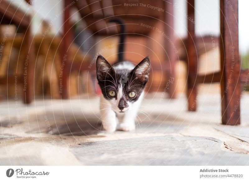 Liebenswertes Kätzchen mit grünen Augen auf der Veranda Katzenbaby Maul Tier katzenhaft Haustier Raubtier Säugetier Absicht Starrer Blick Porträt Fell