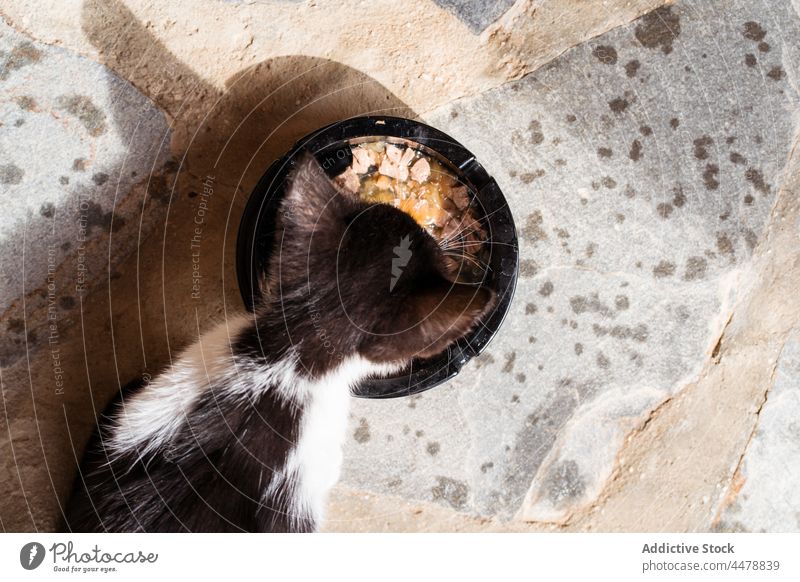 Niedliches Kätzchen frisst Futter aus dem Napf im Sonnenlicht essen Lebensmittel Fleisch katzenhaft Haustier Tier natürlich Säugetier Schalen & Schüsseln Fell