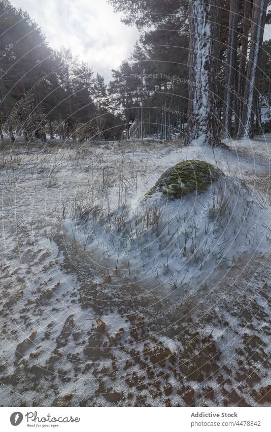 Verschneites Terrain im Winterwald Schnee Wald Baum Wälder Natur Raureif Waldgebiet gefroren Reim Umwelt Wetter kalt wachsen Pflanze Winterzeit Flora Frost