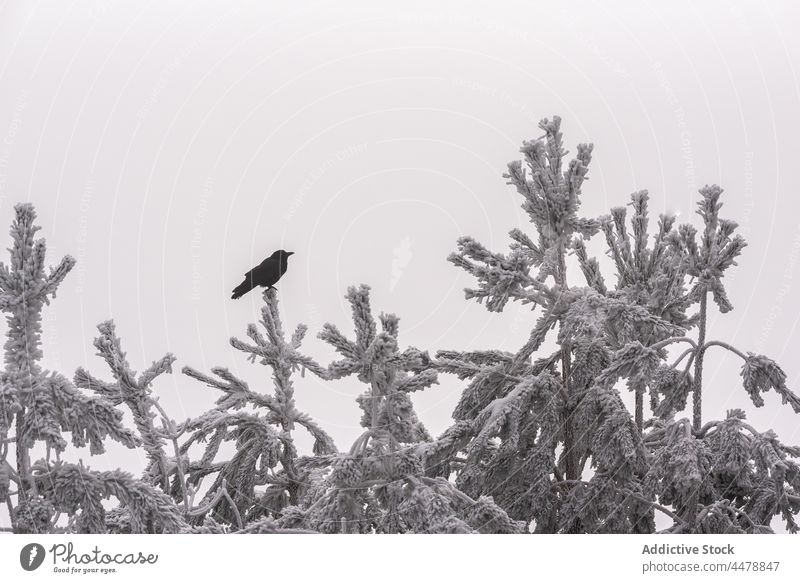 Vogel auf Baum im Winterwald Wald Wälder nadelhaltig Natur Raureif Waldgebiet Ornithologie Lebensraum Kreatur gefroren Umwelt Wetter Immergrün kalt wachsen