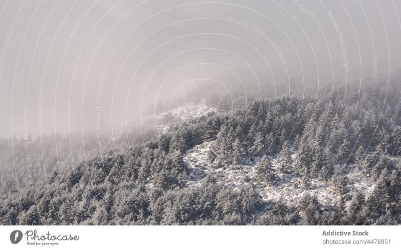 Nebel über winterlichem Nadelwald Wald Baum Wälder Schnee Natur Winter Raureif Waldgebiet nadelhaltig trist Dunst gefroren Umwelt dicht Wetter kalt wachsen