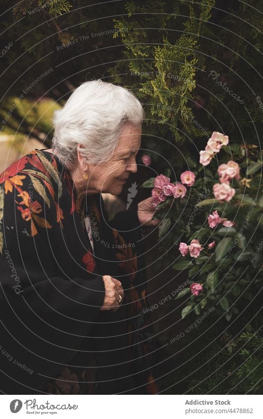 Ältere Frau mit Rosen im Garten älter Lifestyle Senior Blume Roséwein riechen Blüte in den Ruhestand gehen Blütezeit Aroma Buchse Sommer berühren Flora Pflanze