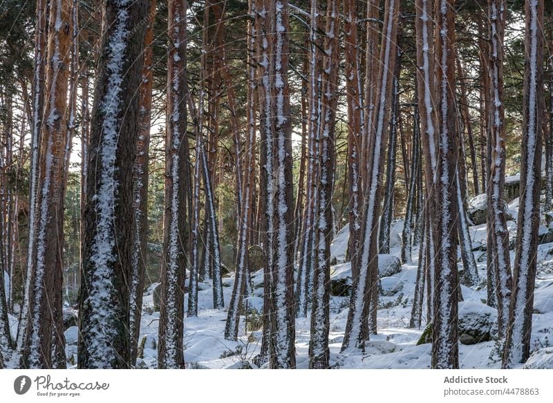 Winterwald mit Baumstämmen Wald Wälder Schnee Natur Raureif Waldgebiet gefroren Kofferraum Umwelt dicht Wetter kalt wachsen Pflanze Reim sierra de guadarrama