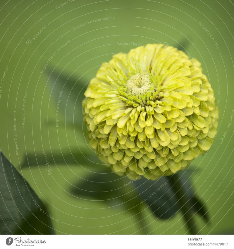 grüner Blütenball vor grünem Hintergrund Blume Zinnie Duft Nahaufnahme Natur Pflanze Blühend Farbfoto Garten Sommer Schwache Tiefenschärfe Wachstum Menschenleer