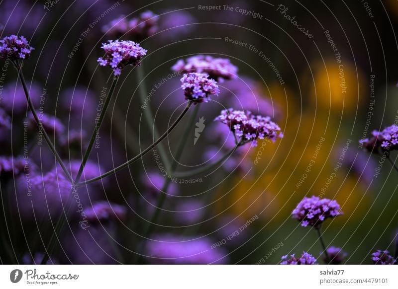 Gartenzauber Blumen Blüten Argentinisches Eisenkraut Verbena lila violett blühen blühend Natur Unschärfe Pflanze Sommer Blütezeit Duft lila Blüten