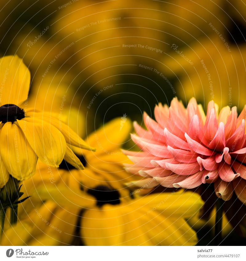 Sommerflor, Sonnenhut und Dahlie Blumen Blüte Natur Garten Pflanze Blühend Farbfoto gelb rosa Nahaufnahme Duft Menschenleer