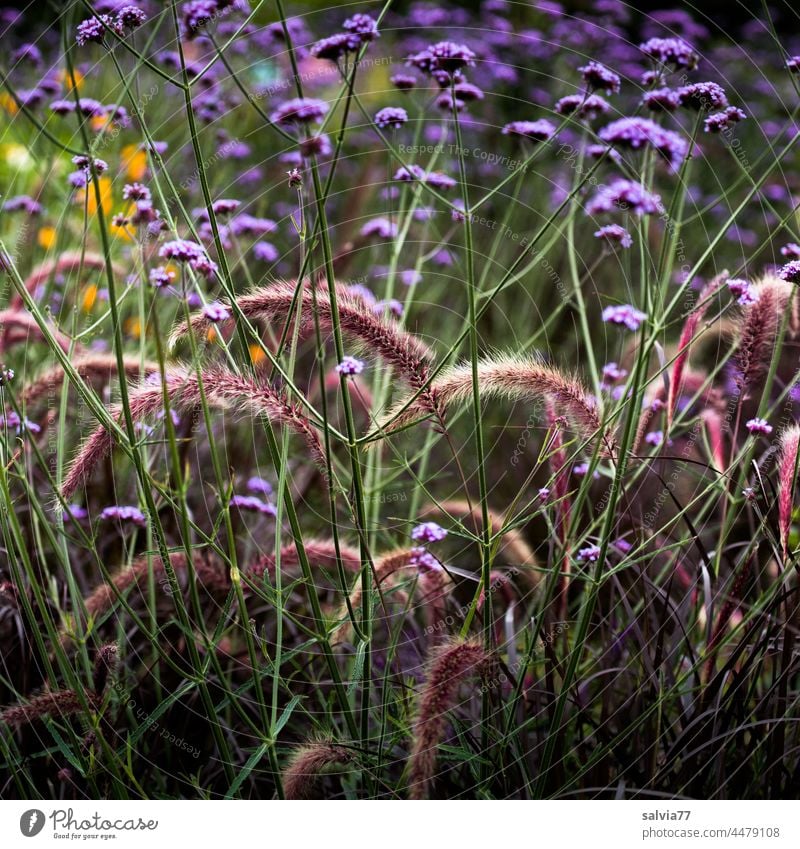 Farben und Formen im Staudengarten Garten Blumen Sommer Blühend Blüte Natur Pflanze Menschenleer natürlich Nahaufnahme Farbfoto hübsch Varieté Wachstum Duft