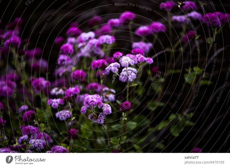 Blütentraum in lila Blumen blühend Staude violett Natur Garten Blühend Sommer Farbfoto schön Menschenleer Nahaufnahme Pflanze Duft Stauden Blätter