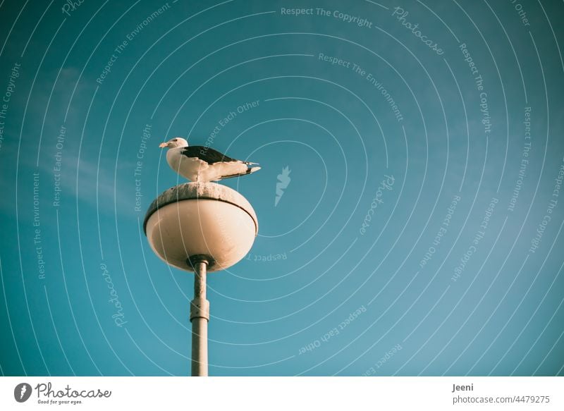Möwe genießt die gute Aussicht Ausschau sitzen Meer Natur Vogel Tier Küste Hafen Straßenlaterne Laterne Schnabel Wasser Beobachter weiß blau maritim Tierporträt