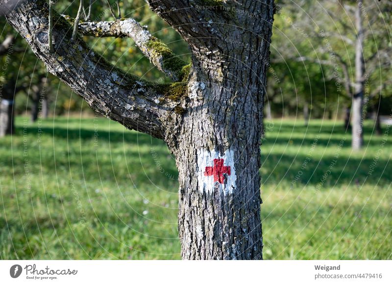 Baum mit Wandermarkierung Stamm Wandern Kreuz rot weiß Weg Markierung Wegweiser