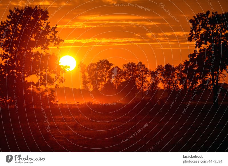 herbst Herbst Natur rot Außenaufnahme Farbfoto Sonnenlicht Sonnenuntergang Abendsonne Abendstimmung Nebelschleier Brandenburg Landschaft ruhig Menschenleer