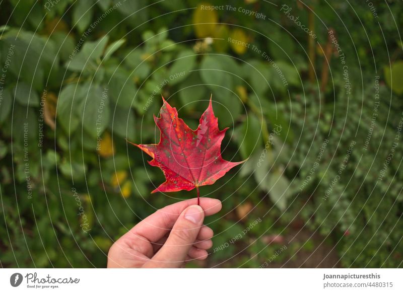 Herbstblatt rot Blatt laub Laub herbstlich Herbstfärbung Herbstlaub Natur Blätter Vergänglichkeit Herbstbeginn Herbststimmung Jahreszeiten Hand