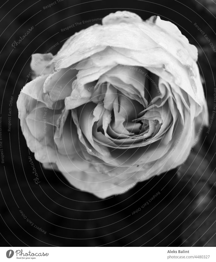 Letzte Rose im Herbst in schwarzweiß Fast verblüht Blüte Außenaufnahme Blume Nahaufnahme Vergänglichkeit Natur Pflanze Traurigkeit Menschenleer
