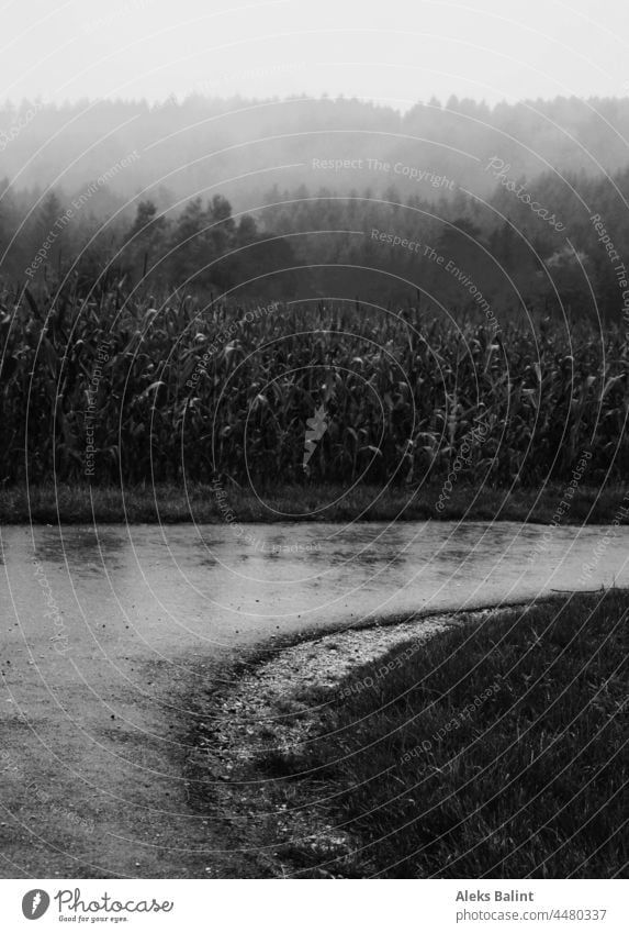 Nebel und Regen im Maisfeld in schwarzweiß Herbst Landschaft Natur Außenaufnahme Menschenleer schlechtes Wetter dunkel Schwarzweißfoto Einsamkeit kalt Traurig