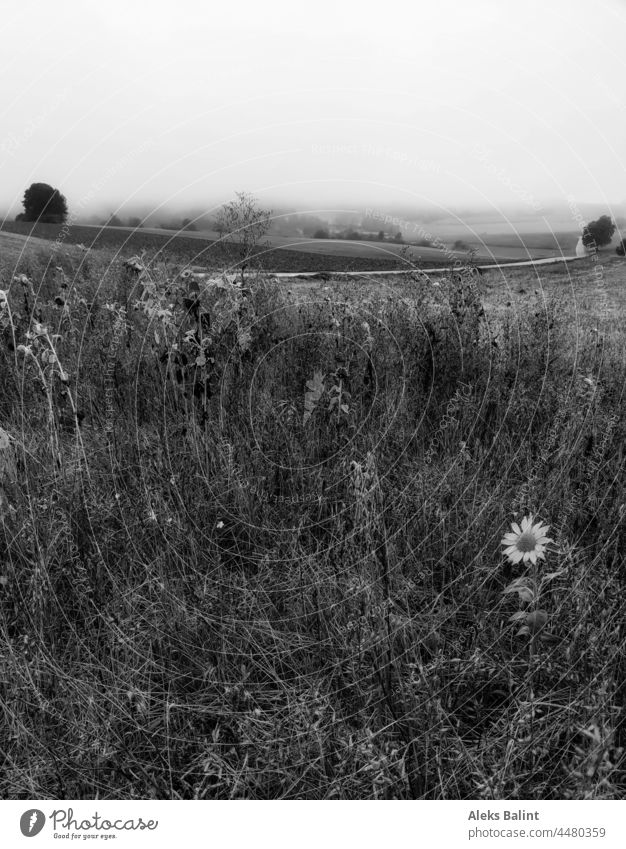 Landschaft im Nebel mit einem Rest verwelkender Sonnenblumen in schwarzweiß Schwarzweißfoto Außenaufnahme Natur Menschenleer Herbst Einsamkeit ruhig