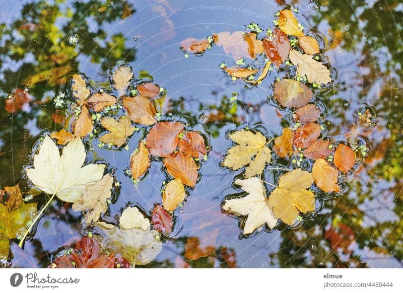 Herbstlaub von Ahorn, Eiche und Buche liegen auf dem blauen Wasser, indem sich auch Baumkronen spiegeln - Draufsicht / Herbst Blatt Ahornblatt Eichenblatt