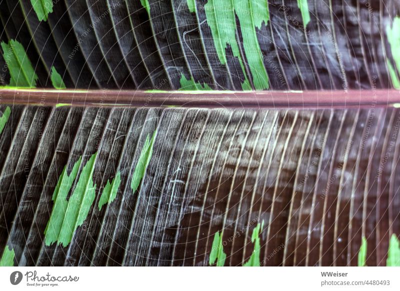Nahaufnahme eines sehr großen, samtig weichen Blattes einer tropischen Pflanze mit schönem Muster abstrakt Palme Tropen Staude Adern Struktur Textur angenehm