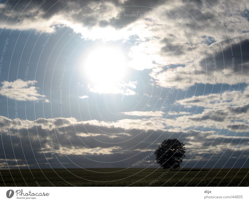 Ein Baum allein im Gerstenfeld Wolken Feld Sonne Einsamkeit