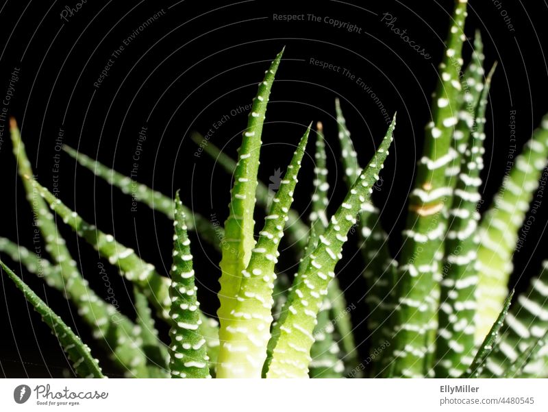 Grüne Sukkulente in Nahaufnahme vor einem schwarzen Hintergrund. Pflanze grün Wachstum Botanik Blatt Detailaufnahme natürlich Zimmerpflanze Topfpflanze