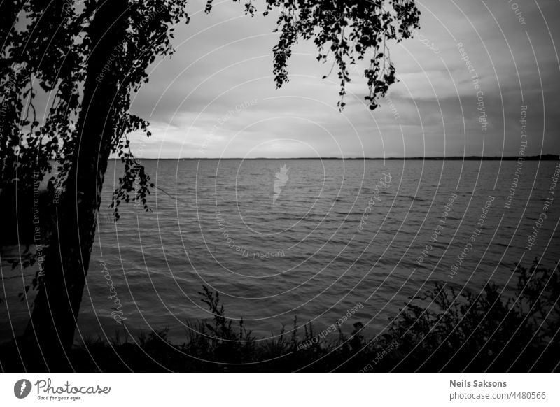einsame Birke am Seeufer, schwarz-weiß monochrome Graustufen, Landschaft mit leicht gewelltem Wasser, Wolken am Himmel und Horizontlinie in der Ferne, Äste und Gras rahmen das Bild