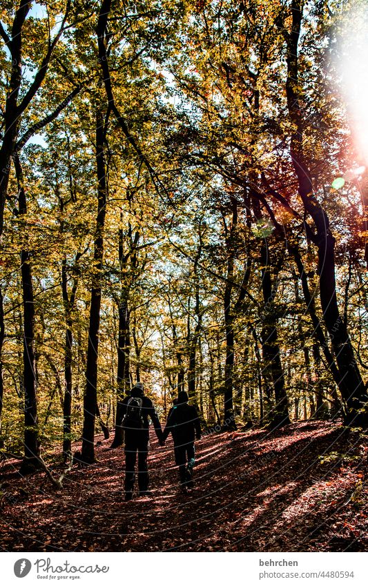 wanderlust | waldliebe Umwelt Außenaufnahme Natur Wald Blätter Licht Herbst herbstlich Herbststimmung Herbstwald Sonnenlicht Farbfoto Landschaft Baum Pflanze