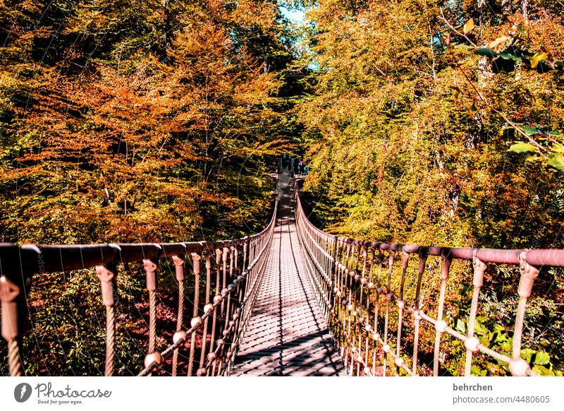 einfach mal abhängen Umwelt Farbfoto Bäume Wald Natur Deutschland Hängebrücke Abenteuer Landschaft Brücke wandern Ausflug Außenaufnahme Kontrast Blatt Herbst