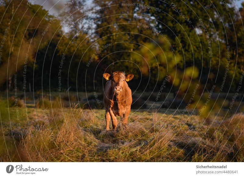 Kalb auf der Wiese Kuh Rind Weide Außenaufnahme Tier Nutztier Landwirtschaft Tierporträt Rinderhaltung Viehzucht Landleben Menschenleer Herbst Tag