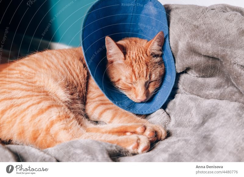 Süße Ingwer-Katze schläft nach einer Operation im Halsband niedlich sich[Akk] entspannen Kragen nach der Operation Bett Haustier orange Katze heimwärts spielen