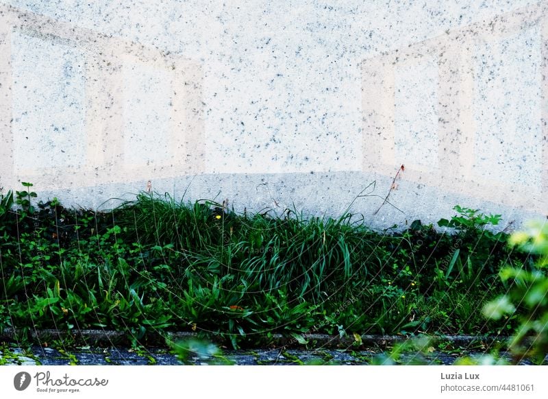 grünes Gras vor einer Wand mit grafischer Bemalung und Resten von alten Ranken Wegrand Wegesrand Wandfarbe Außenaufnahme Menschenleer Natur Tag Pflanze